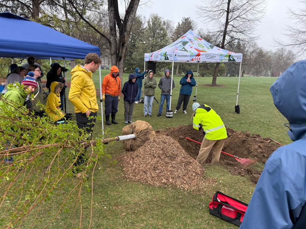 City staff demos how to plant a tree in Fort Collins City Park on Arbor Day!